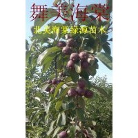 供應各種海棠大小苗木