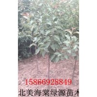 供應2至7公分開心果海棠