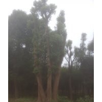 多桿香樟樹，湖南多桿香樟