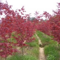 日本紅楓三季紅 紅楓樹苗 紅楓種植 紅楓基地 紅楓報價