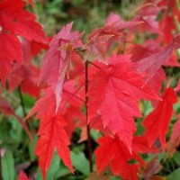 美國改良紅楓 （十月光輝） 紅楓批發(fā) 紅楓圖片 紅楓樹種 紅楓供