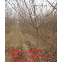 山東櫻花基地|青島櫻花小苗|山東青島櫻花 - 青島櫻花小苗、