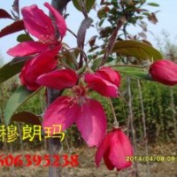 櫻花苗木繁育基地，北美海棠珠穆朗瑪