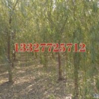 廣玉蘭苗木價(jià)格，廣玉蘭價(jià)格