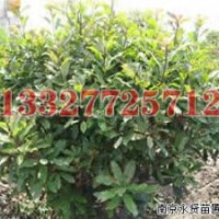 水杉苗木價(jià)格，水杉價(jià)格