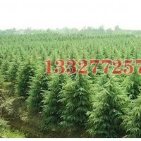 三角楓苗木價格，三角楓價格