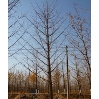 供應(yīng)精品銀杏樹