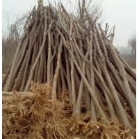 哪里賣的國槐價(jià)格便宜