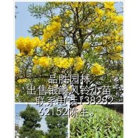 銀鱗風鈴木