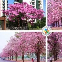 供應大規(guī)格紫紅風鈴木