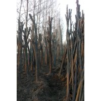 出售8-15國(guó)槐