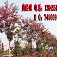 3公分香花槐