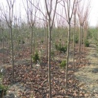 2-8公分紫葉李工程苗，幼苗