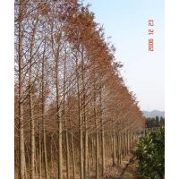 中山杉價(jià)格走勢/中山杉價(jià)格供應(yīng)