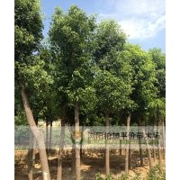湖南長(zhǎng)沙苗木種植|基地大香樟種植基地