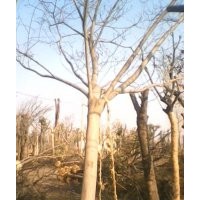 大型合歡樹基地合歡樹價(jià)格8公分合歡樹價(jià)格