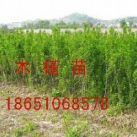 木槿供應、沭陽木槿種植、沭陽木槿專賣、沭陽賣木槿、沭陽哪家木