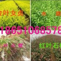 山東供應黃楊、冬青、衛(wèi)矛、扶芳藤、迎春、小葉女貞、月季、繡線