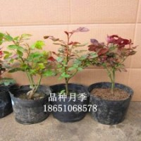 月季、龜甲冬青、金邊黃楊、金森女貞、大葉黃楊、鋪地柏