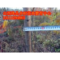 山西苗圃欒樹苗價格山西欒樹價格欒樹苗圖片欒樹哪里有