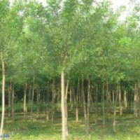河北國(guó)槐 榕花樹(shù)最新價(jià)格