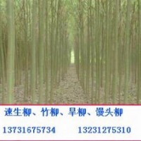 河北竹柳價(jià)格