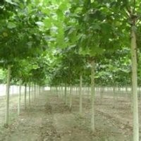 10公分法桐價格 8公分法桐價格