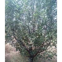金玉苗木長期供應京紅海棠樹