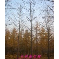 供應(yīng)山東銀杏樹