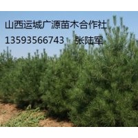 1-1.5米白皮松出售、大量白皮松低價(jià)優(yōu)惠供應(yīng)