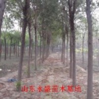 10公分國槐價(jià)格
