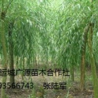 柳樹出售、1-15公分垂柳、張和柳價(jià)格優(yōu)惠供應(yīng)