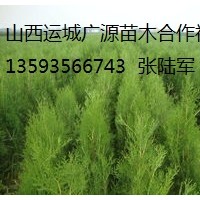 側(cè)柏出售、大量1-1.5米側(cè)柏貨源充足、價(jià)格優(yōu)惠