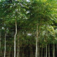 千頭椿供應(yīng)基地
