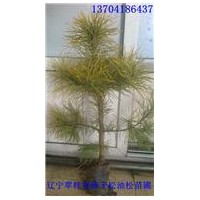 常年低價(jià)批發(fā)樟子松苗，樟子松營養(yǎng)杯苗，裸根苗