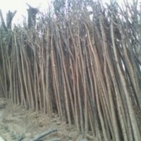 8公分原生國槐價格