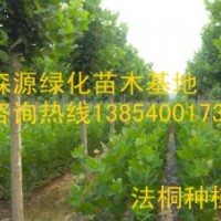 山西法桐價(jià)格-8公分法桐10公分法桐12公分法桐15公分法桐