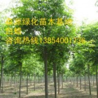 山西白蠟價(jià)格-8公分白蠟10公分白蠟12公分白蠟15公分白蠟
