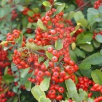 火棘小苗，火棘球，火棘苗，湖南火棘價(jià)格，湖南火棘球價(jià)格