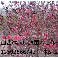 紅葉碧桃出售、2公分以上紅葉碧桃低價(jià)供應(yīng)
