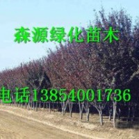 湖南哪里有7公分紫葉李價(jià)格-8公分紫葉李價(jià)格