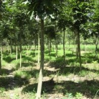 樸樹價(jià)格|樸樹供應(yīng)|樸樹基地