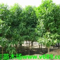 白玉蘭 武新花木場，武生花木場，