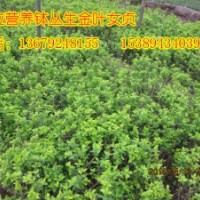 大量供應(yīng)叢生金葉女貞，金葉女貞小苗，營養(yǎng)缽金葉女貞苗