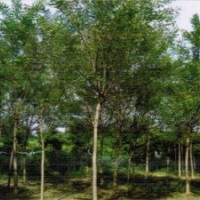 河北國(guó)槐價(jià)格