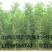 出售白蠟、2、3公分以上低價(jià)白蠟優(yōu)惠供應(yīng)
