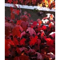美國紅楓出售