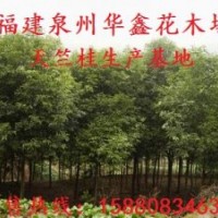 天竺桂