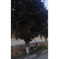 地徑20左右的大紅葉李緊急處理，數(shù)量80棵