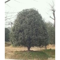 供應(yīng)香樟